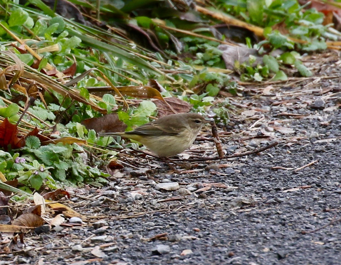 Palm Warbler - ML136785591