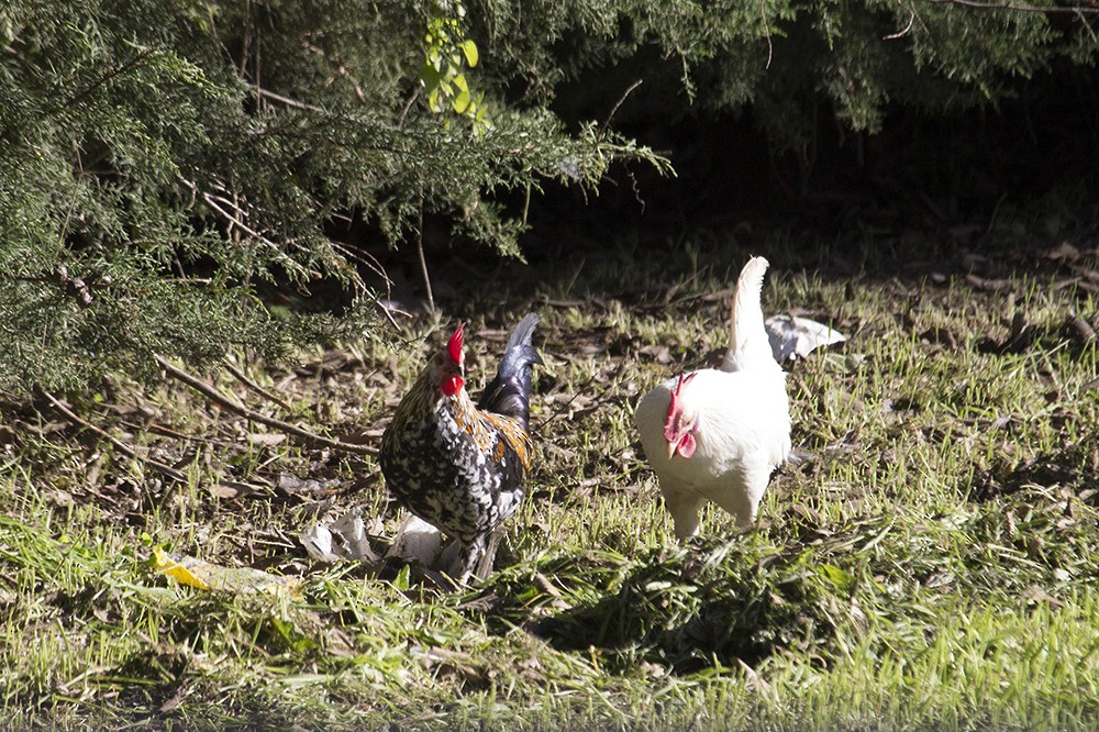 Red Junglefowl (Domestic type) - ML136785601