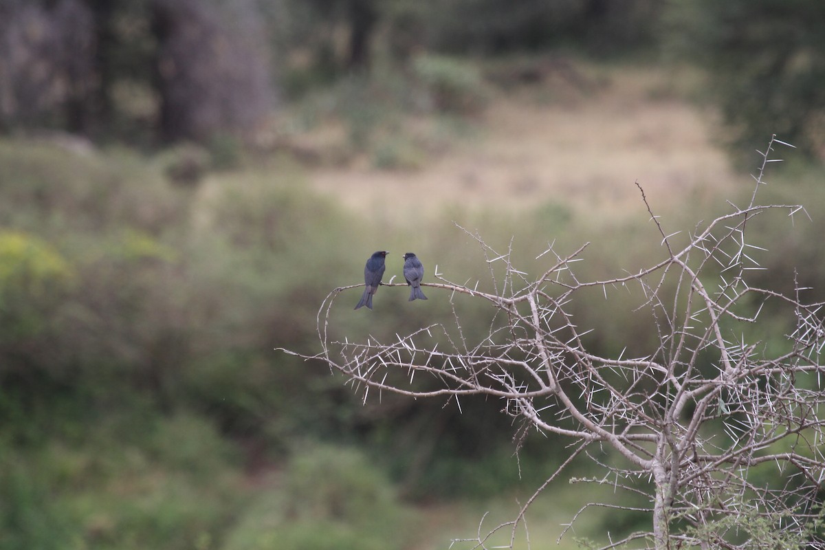 Fork-tailed Drongo - ML136786251