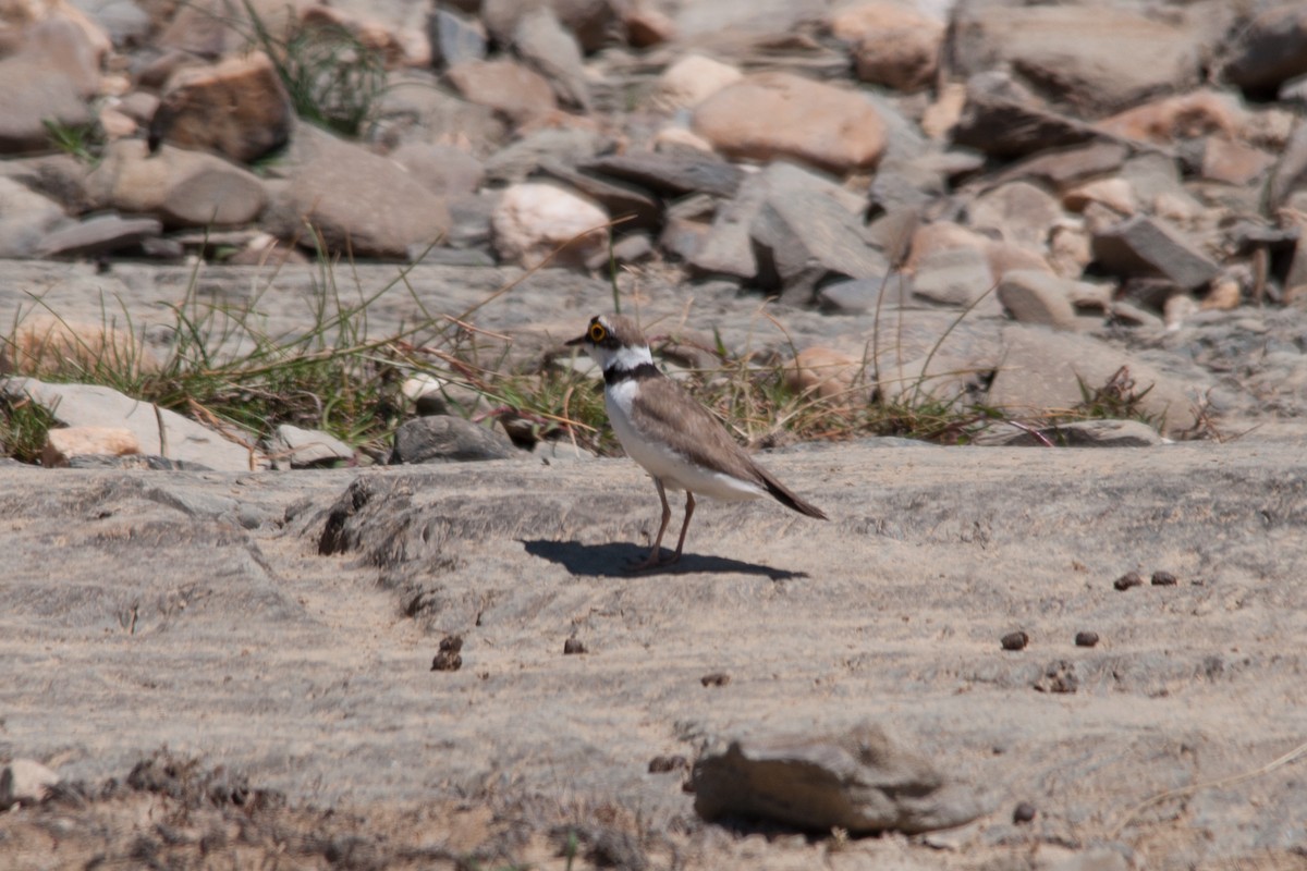 Little Ringed Plover - ML136786741