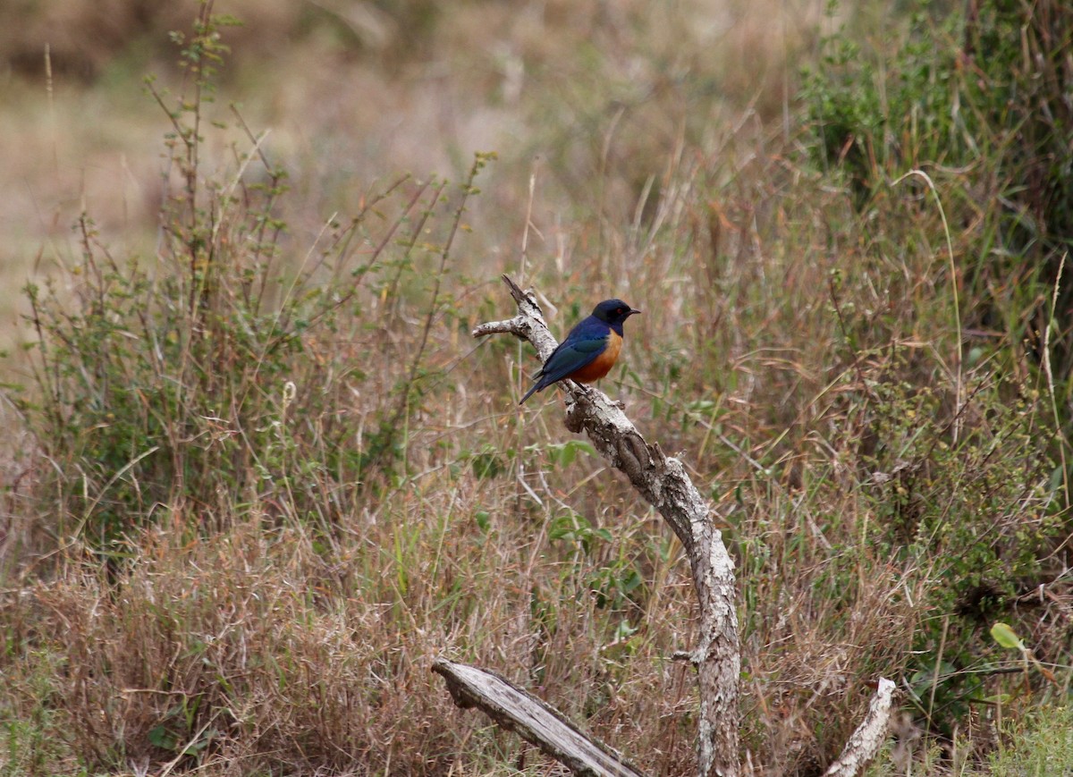 Hildebrandt's Starling - ML136786931