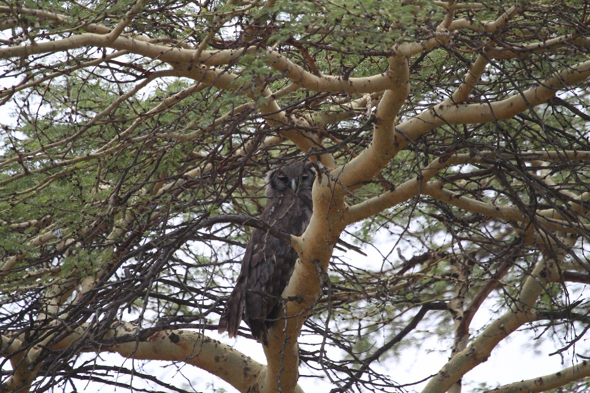 Verreaux's Eagle-Owl - ML136787151