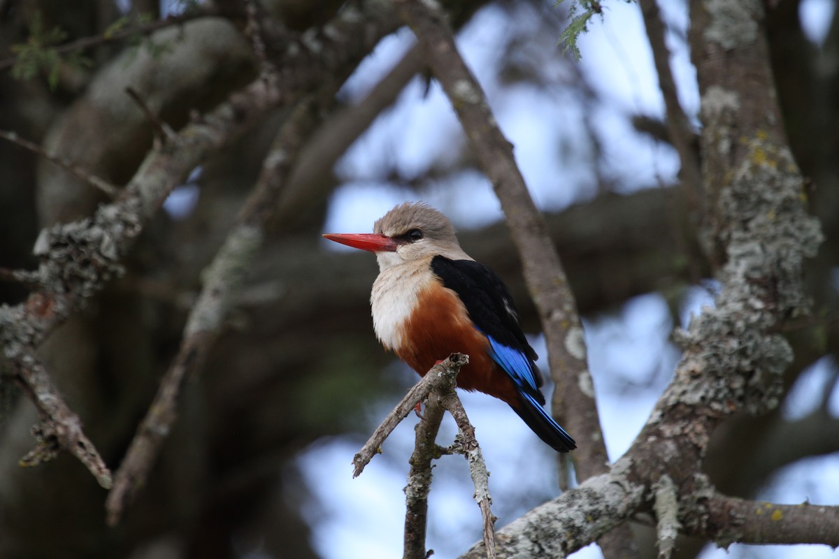 Gray-headed Kingfisher - ML136787261