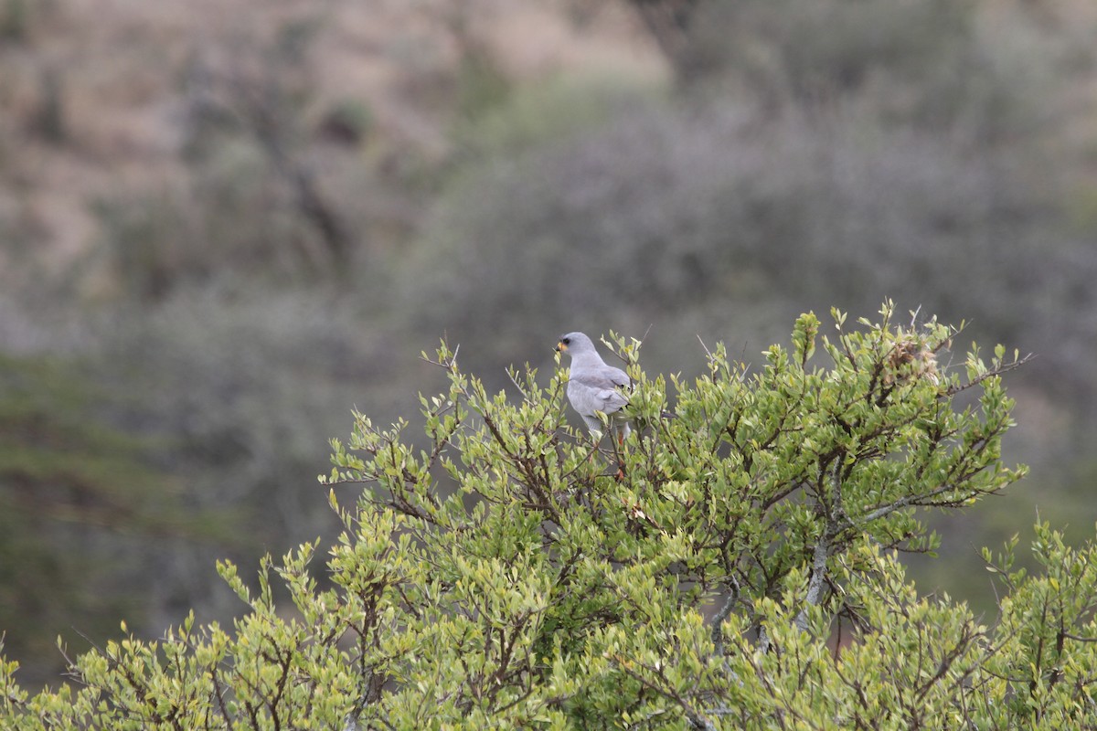 Eastern Chanting-Goshawk - Chloe  Mikles