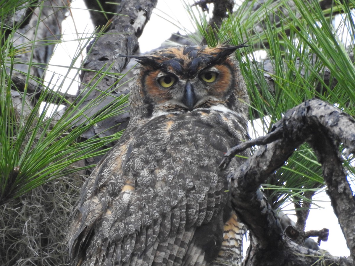 Great Horned Owl - ML136787961