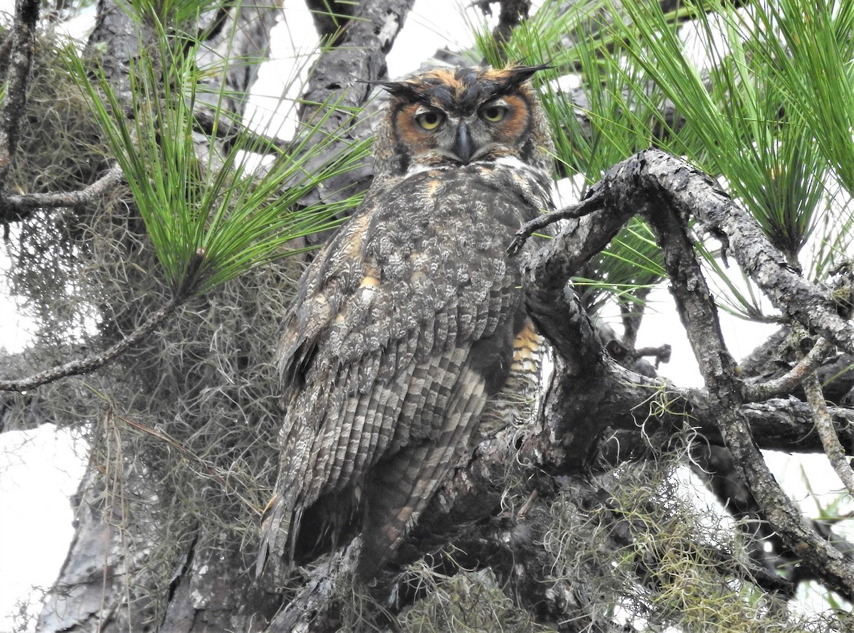 Great Horned Owl - ML136787991