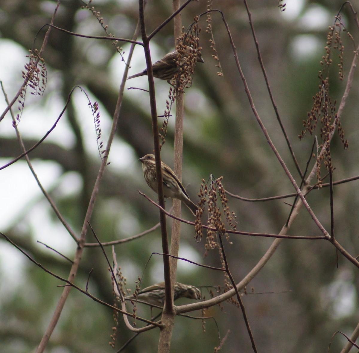 Purple Finch - ML136788061