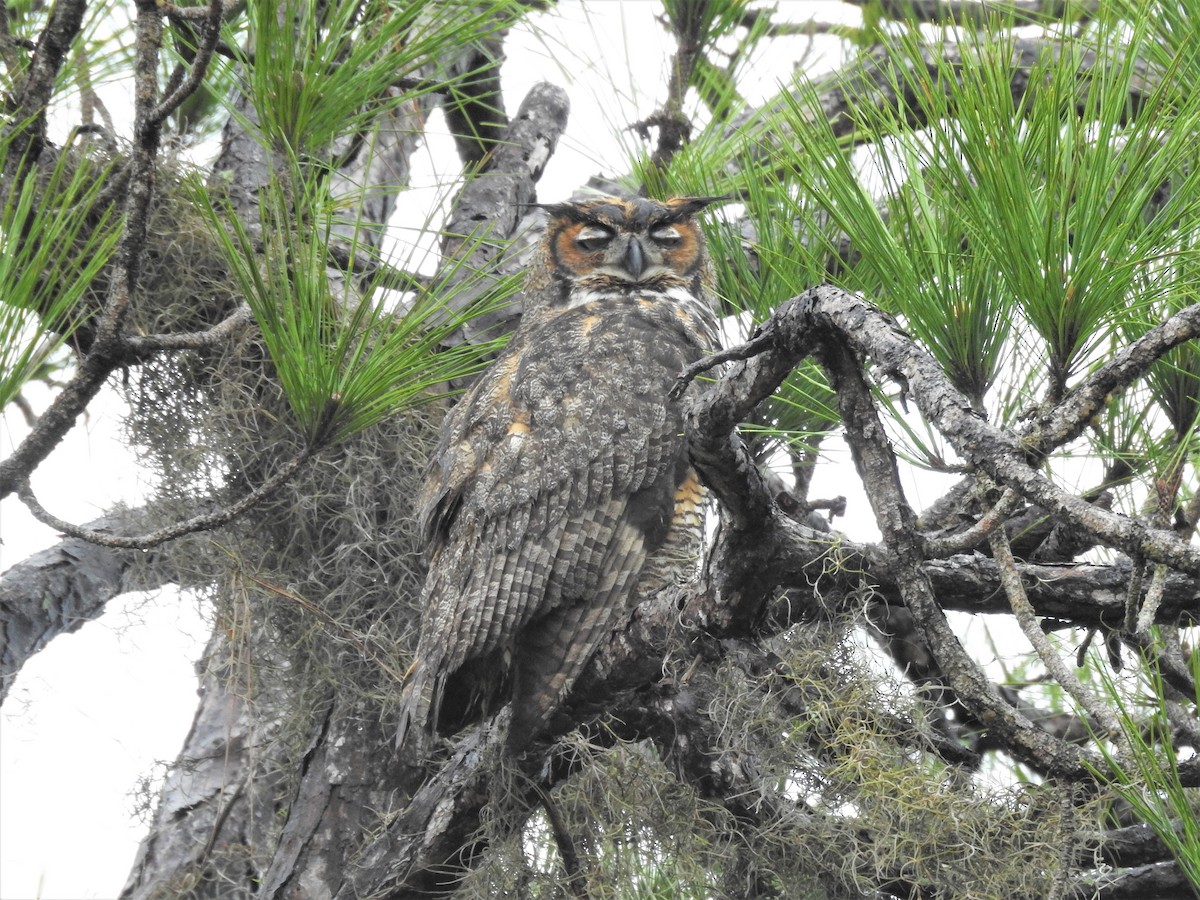Great Horned Owl - ML136788081
