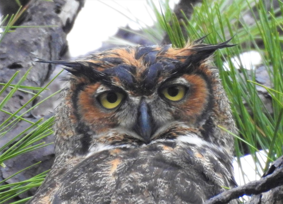 Great Horned Owl - ML136788171