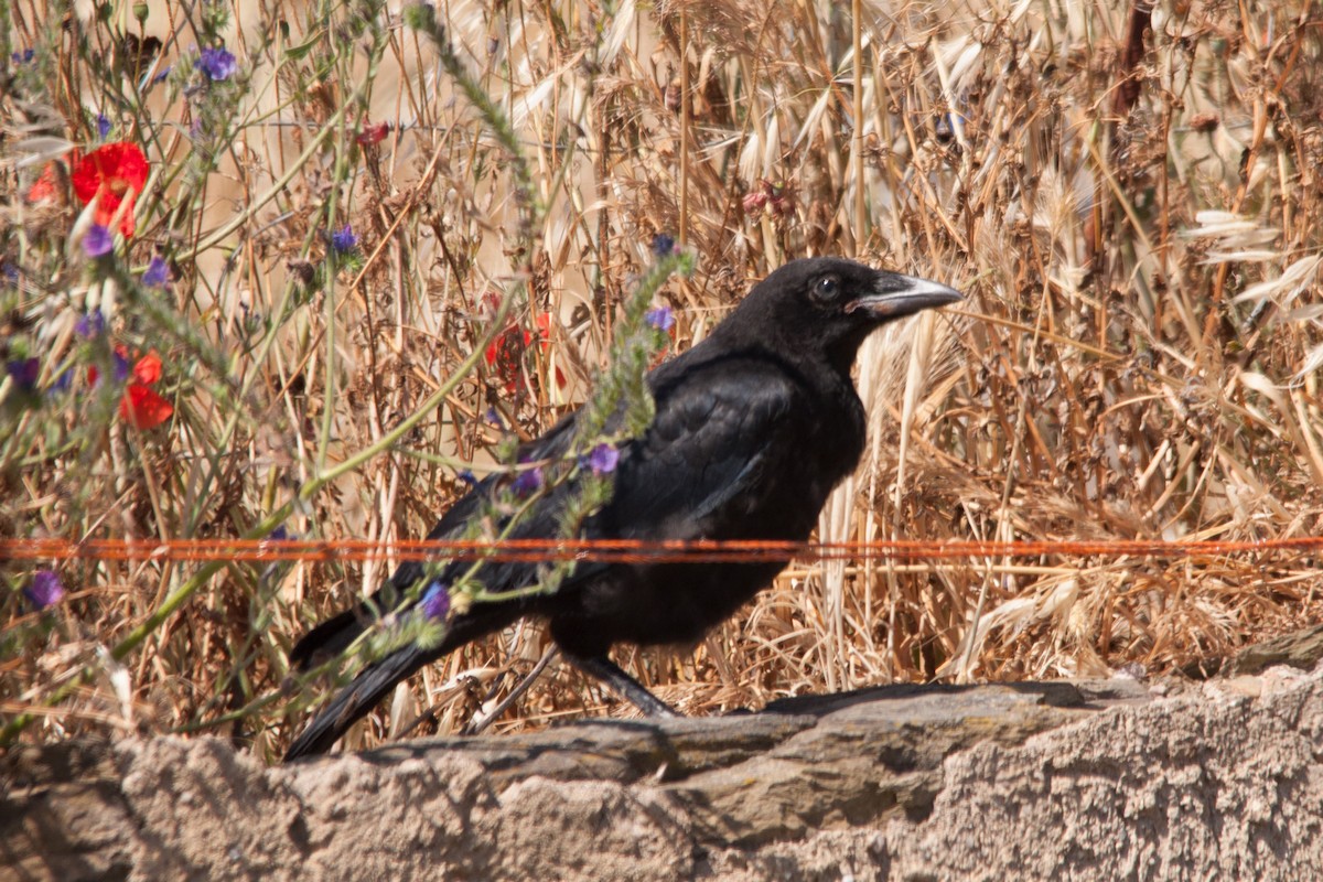 Carrion Crow - ML136789981