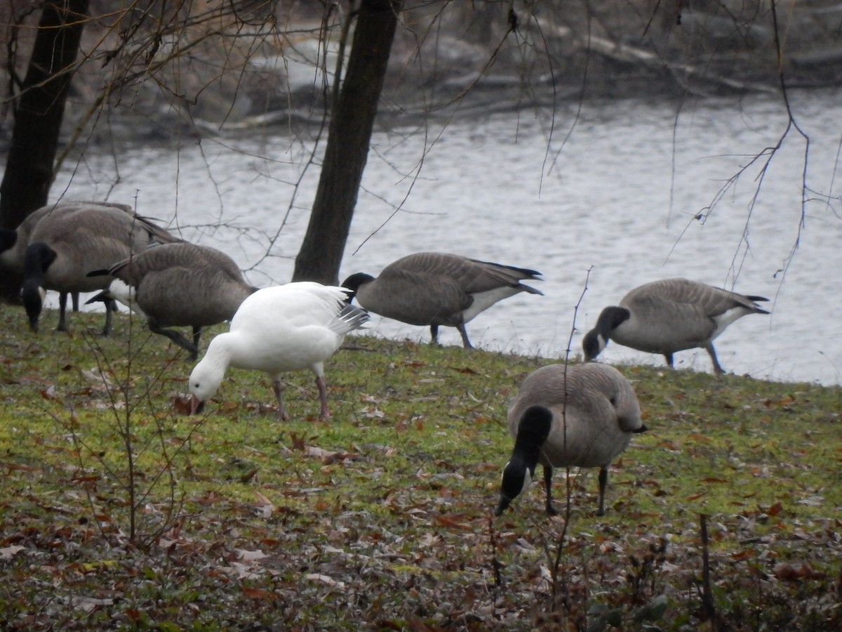 Snow Goose - ML136790141