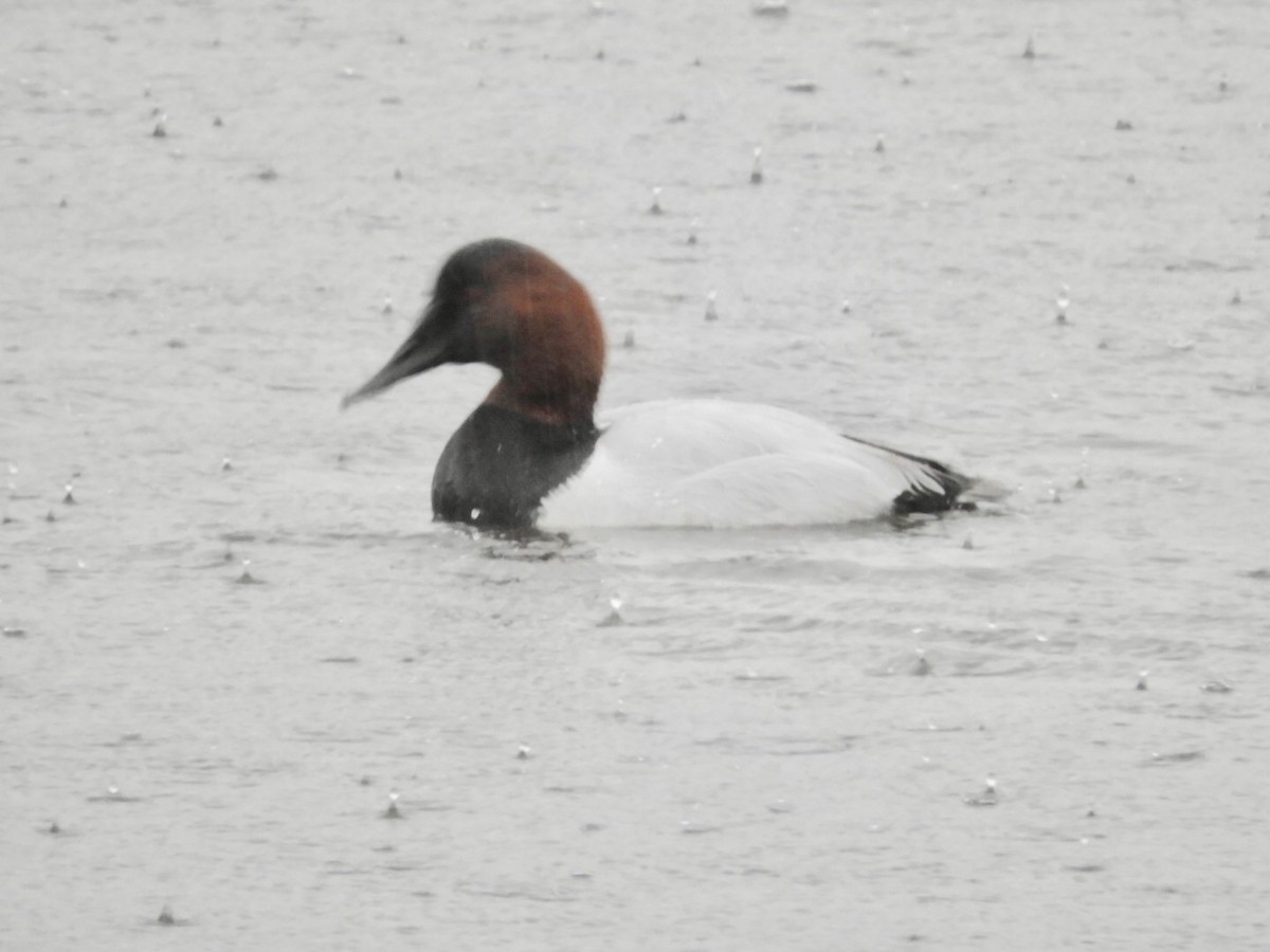 Canvasback - ML136791691
