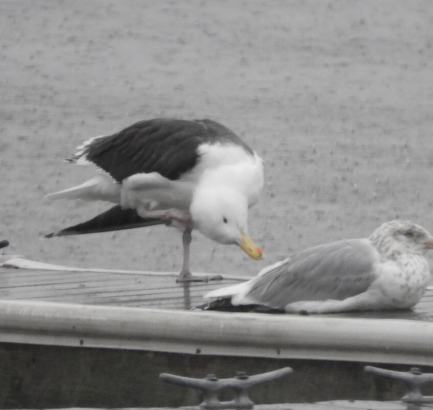 Great Black-backed Gull - ML136791801