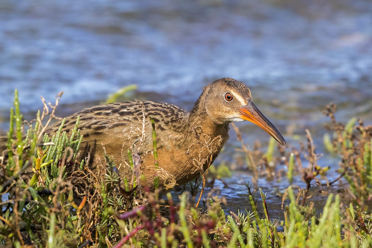 Ridgway's Rail - Bradley Hacker 🦜