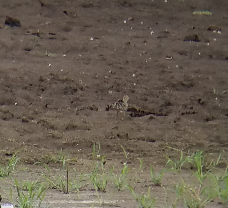 Buff-breasted Sandpiper - ML136793791