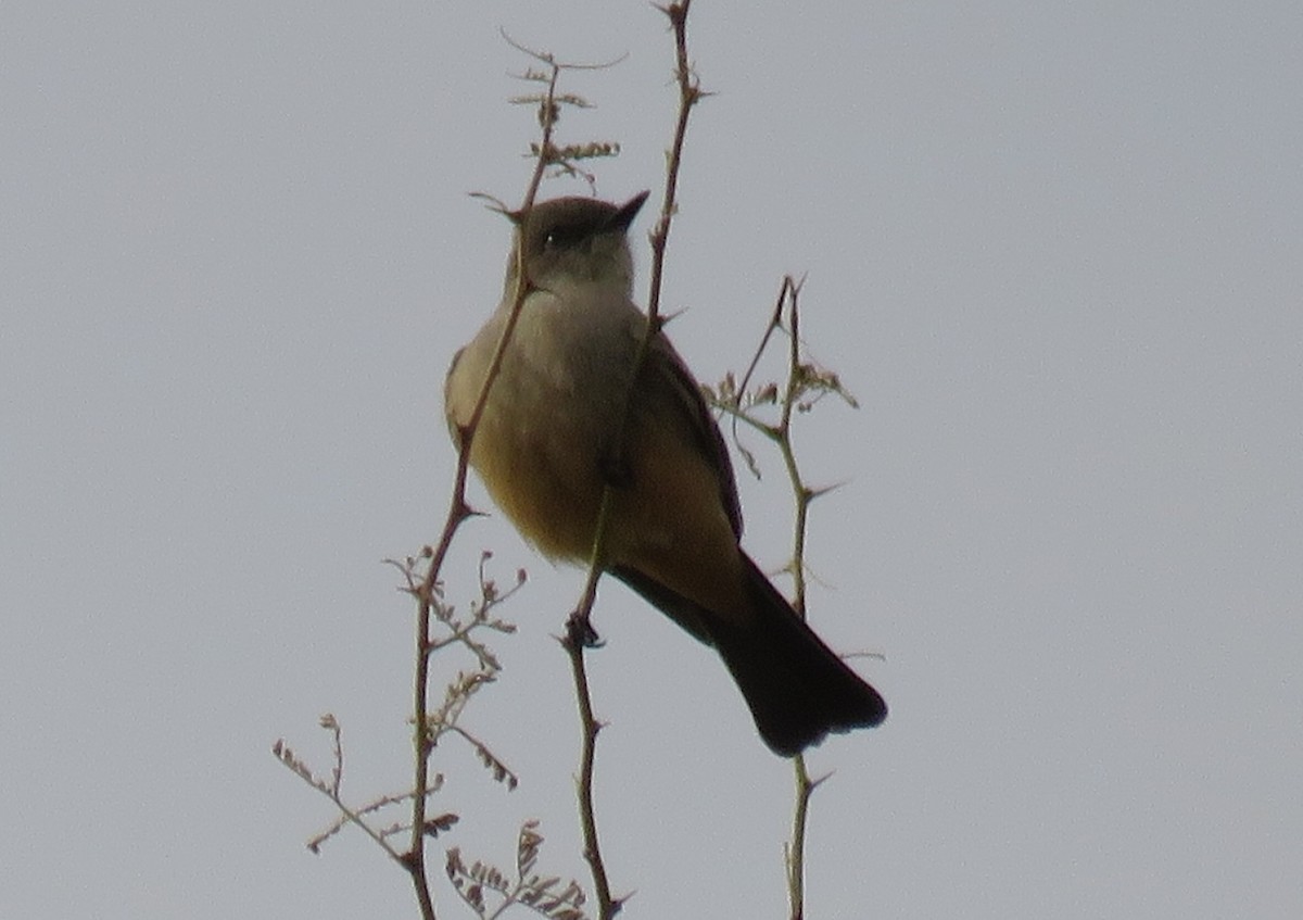 Say's Phoebe - Byron Greco