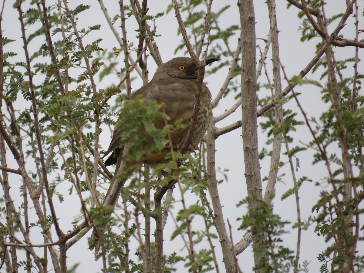 Curve-billed Thrasher - Byron Greco