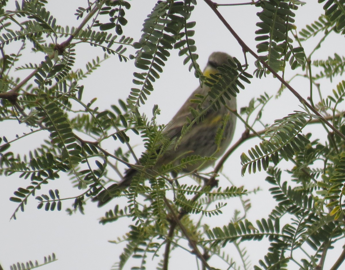 Yellow-rumped Warbler (Audubon's) - Byron Greco