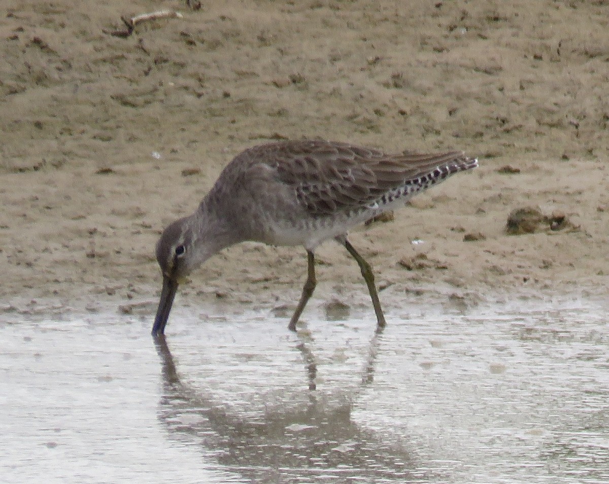 Long-billed Dowitcher - Byron Greco