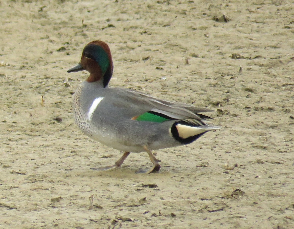 Green-winged Teal - Byron Greco