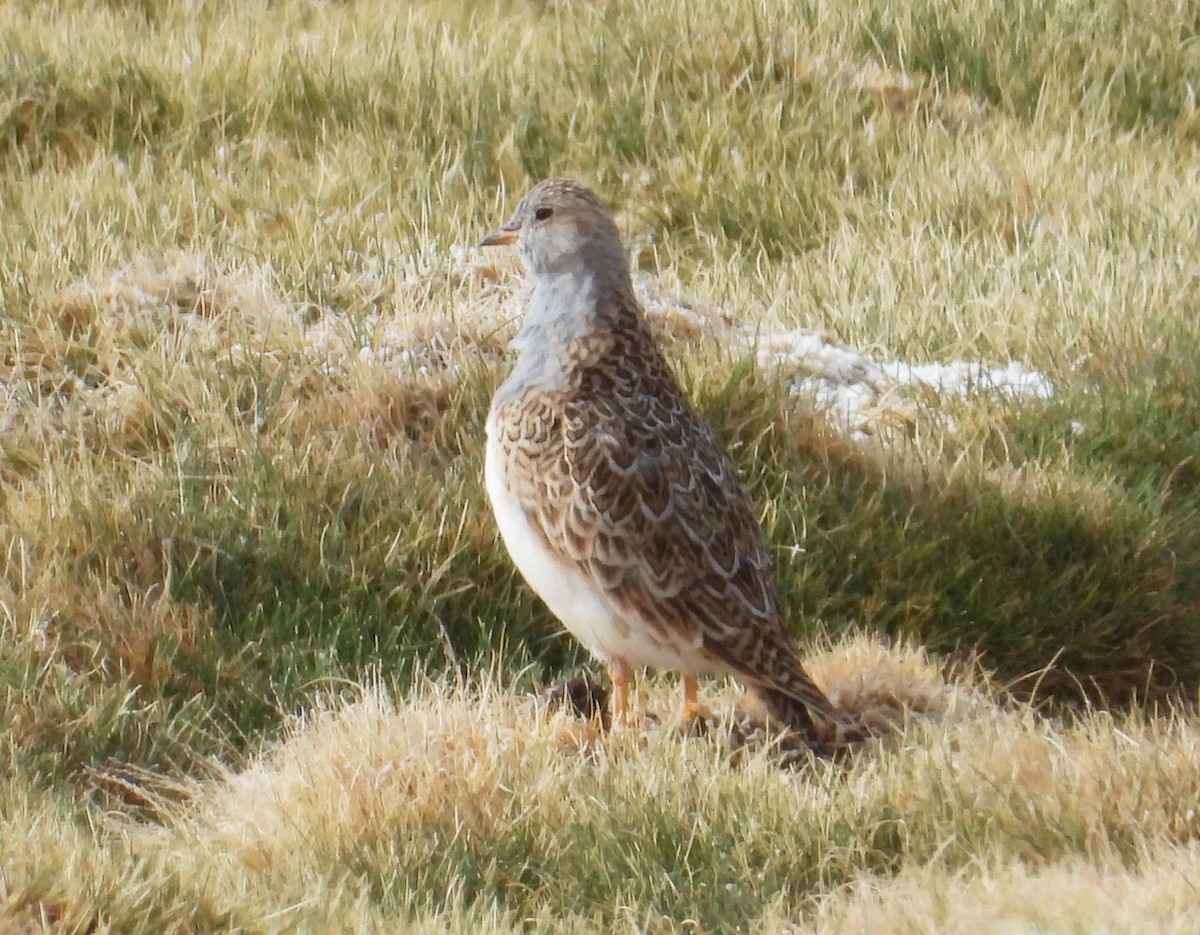 Gray-breasted Seedsnipe - ML136796411