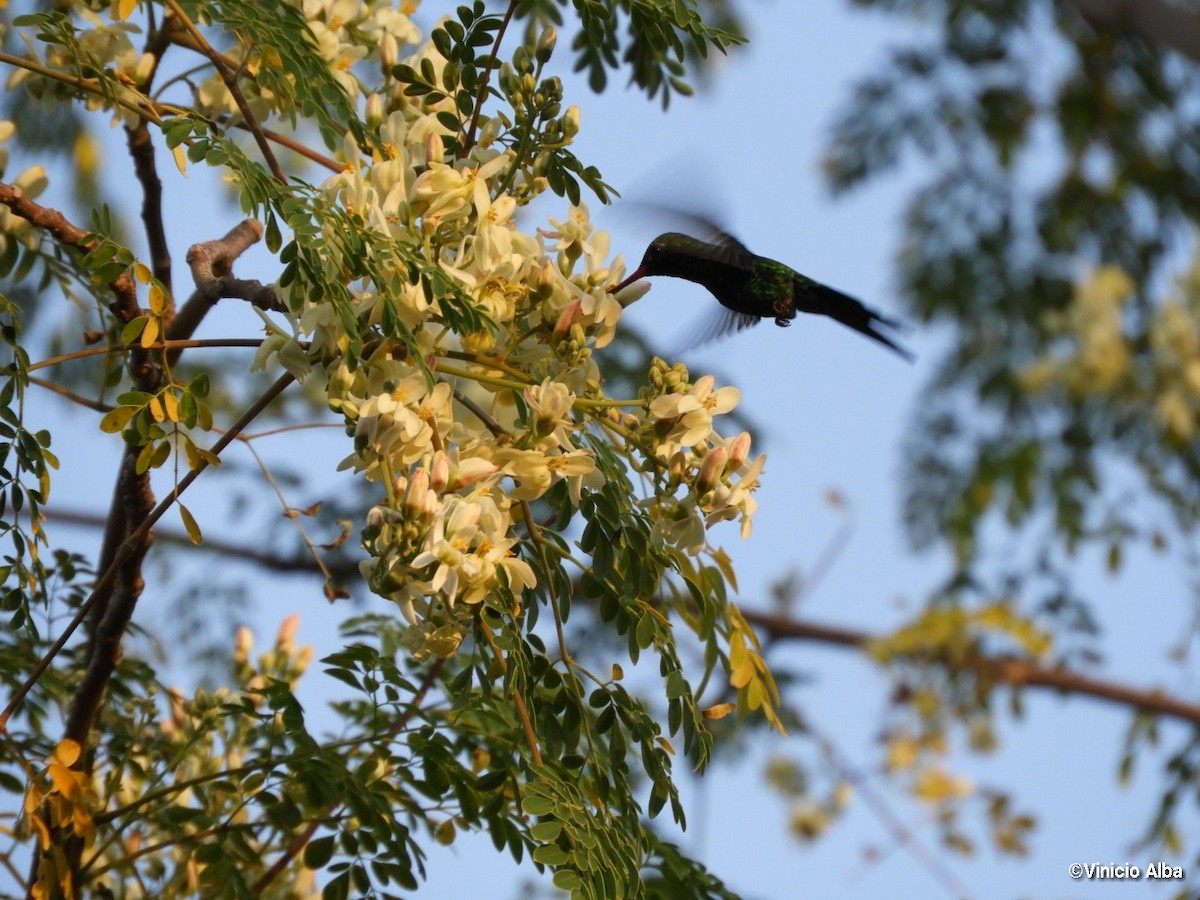 Canivet's Emerald - ML136796491