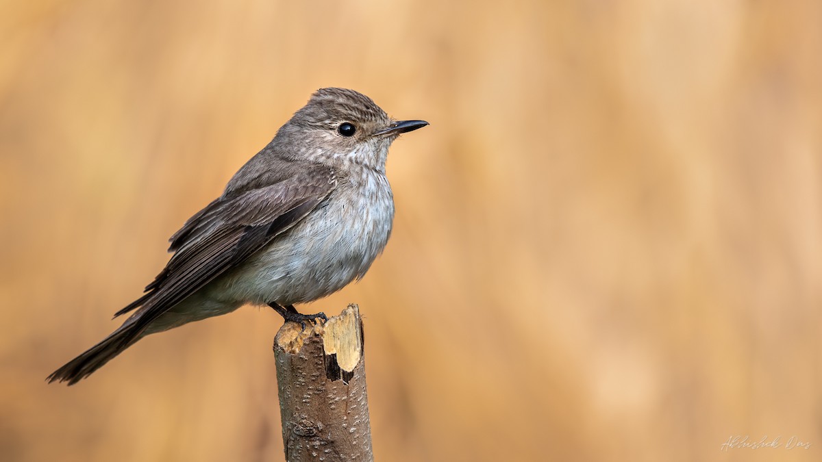 Spotted Flycatcher - Abhishek Das