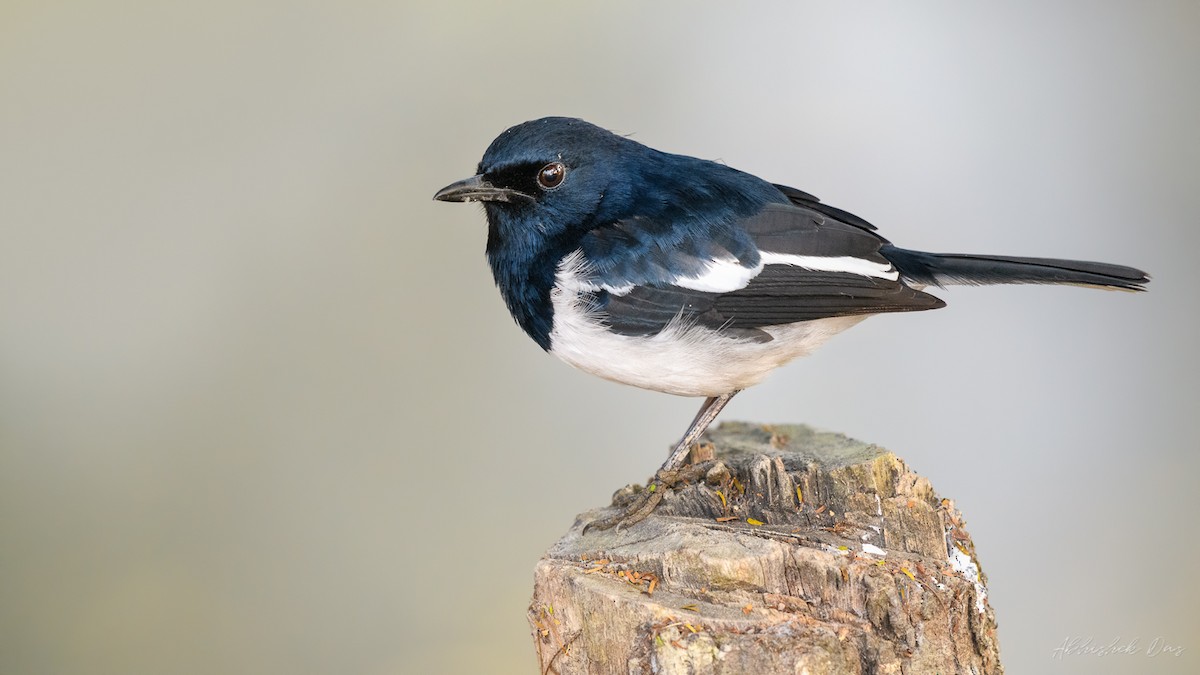 Oriental Magpie-Robin - Abhishek Das