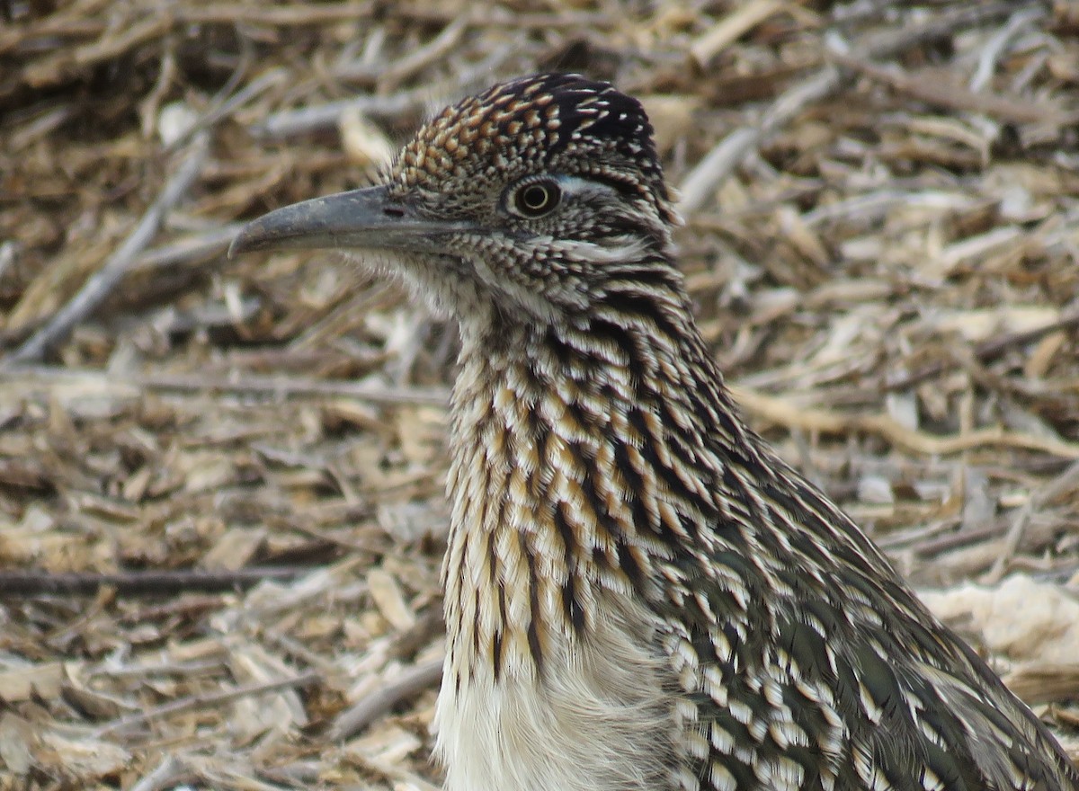 Greater Roadrunner - Byron Greco