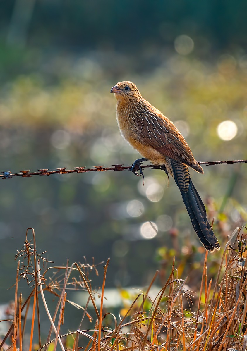 Lesser Coucal - Abhishek Das