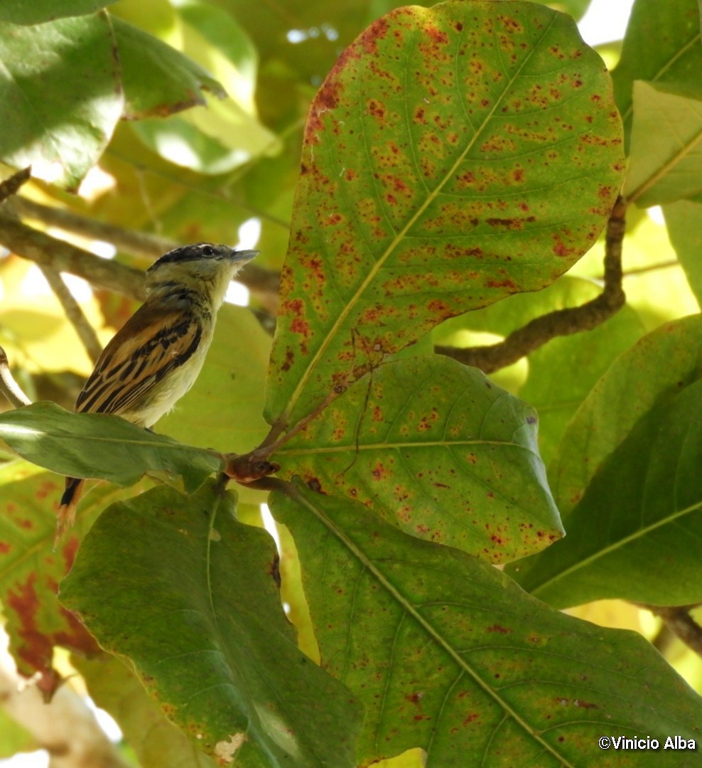 Gray-collared Becard - Vinicio Alba