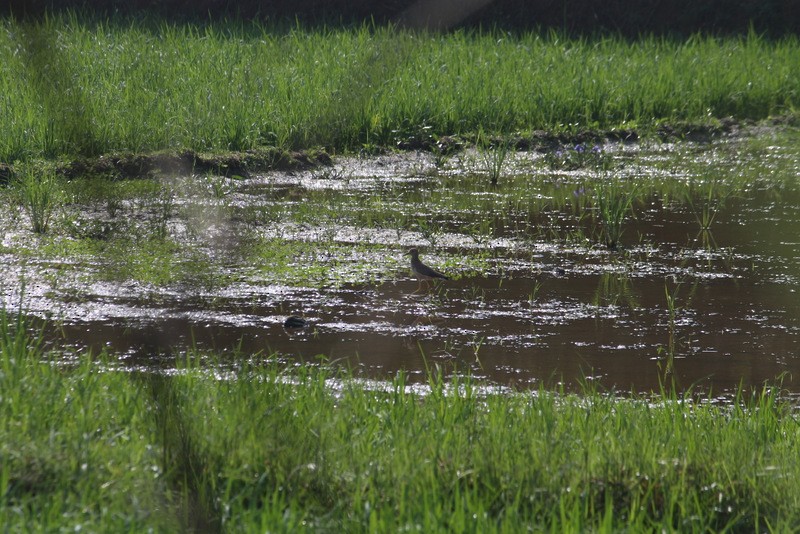 White-tailed Lapwing - ML136799511