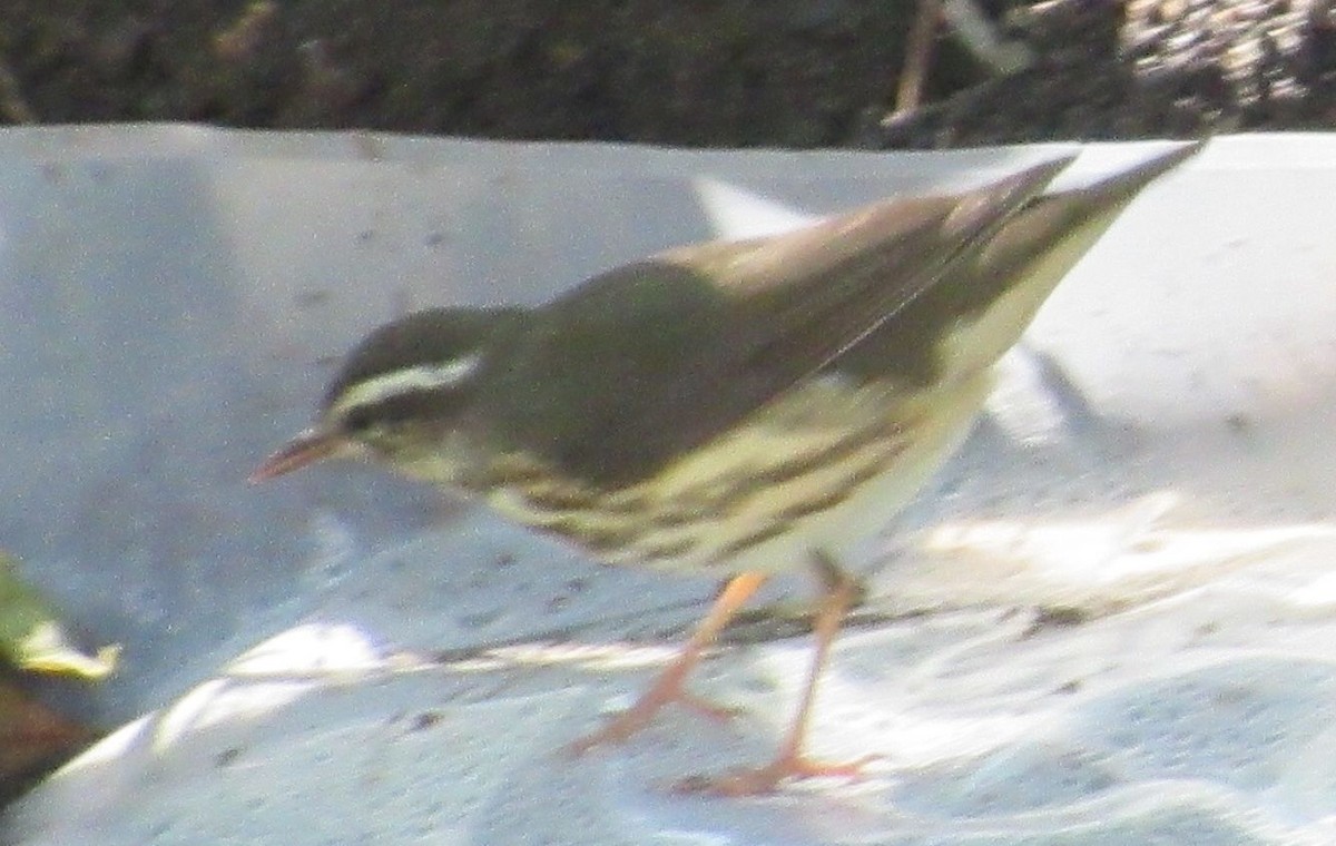 Louisiana Waterthrush - ML136800611