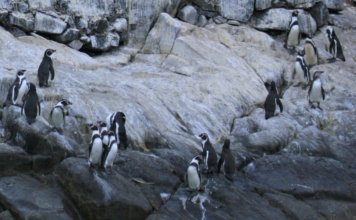 Humboldt Penguin - ML136800731