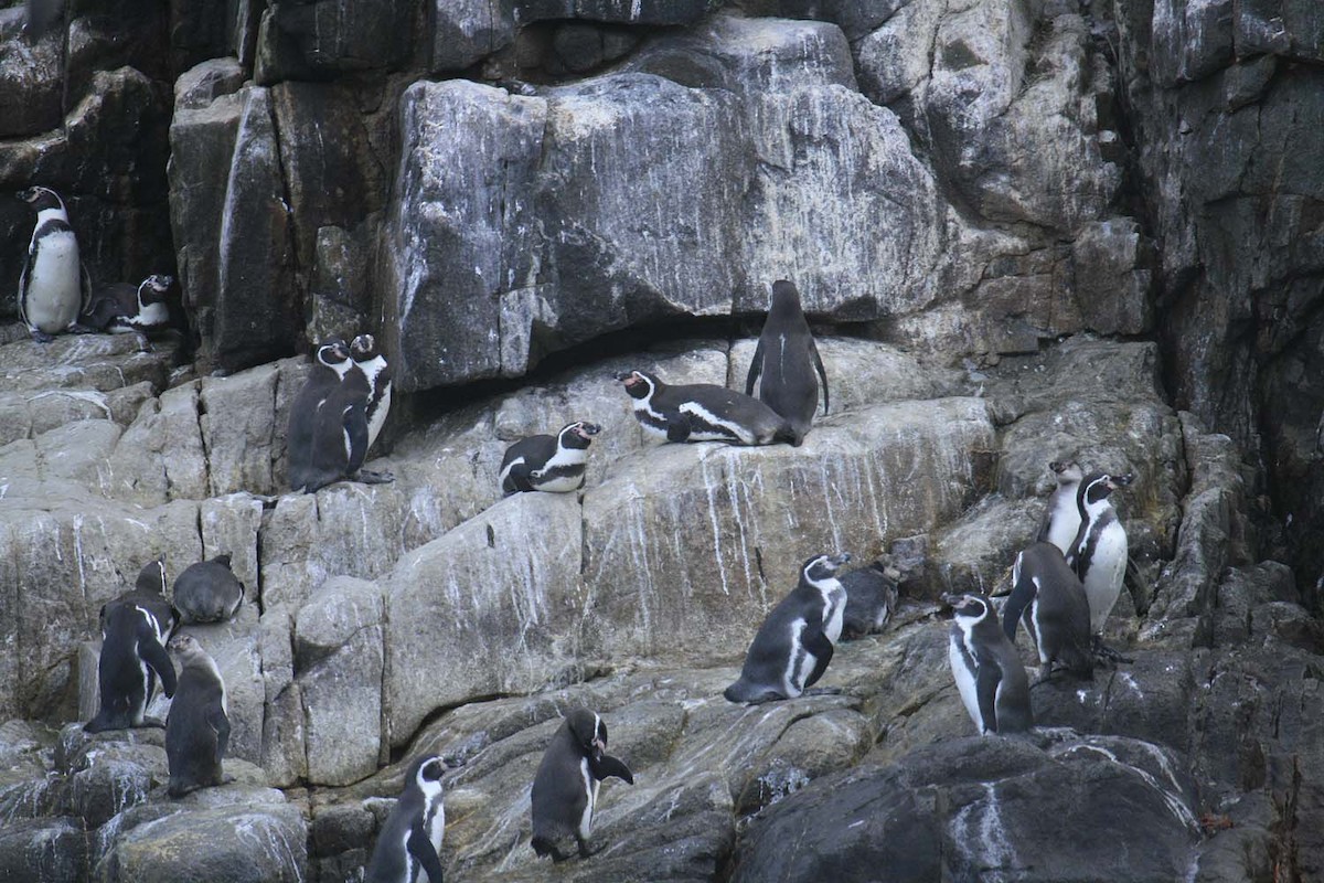 Humboldt Penguin - ML136800741