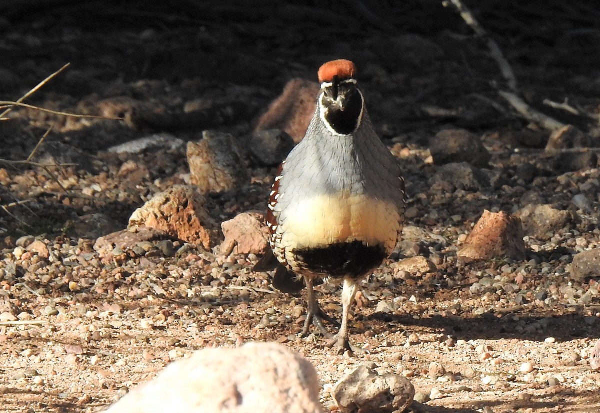 Gambel's Quail - ML136800851