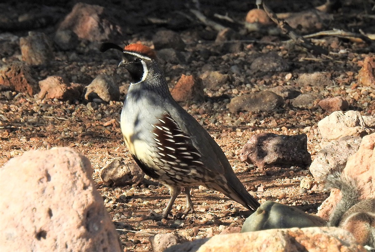 Gambel's Quail - Glenn Pannier