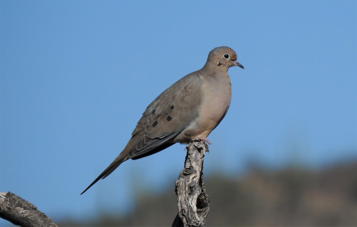 Mourning Dove - ML136800951