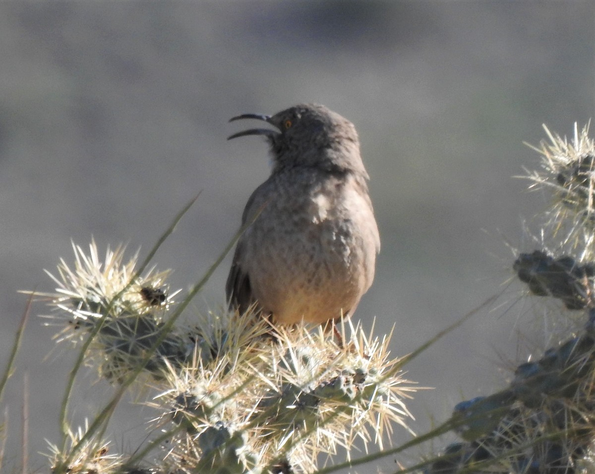 Curve-billed Thrasher - ML136801021