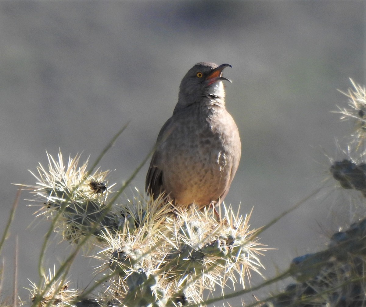 Curve-billed Thrasher - ML136801031