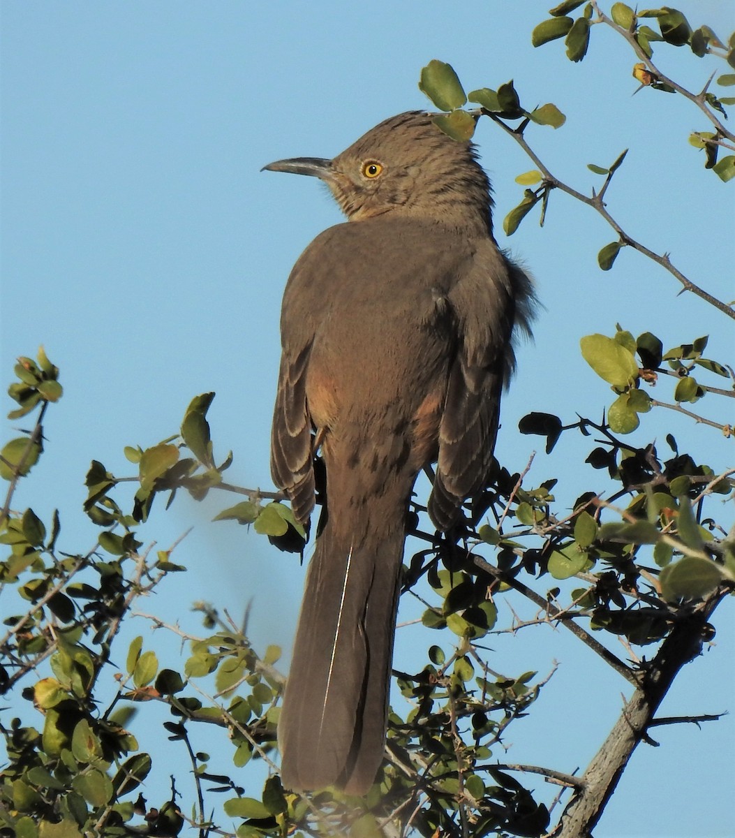 Bendire's Thrasher - ML136801121