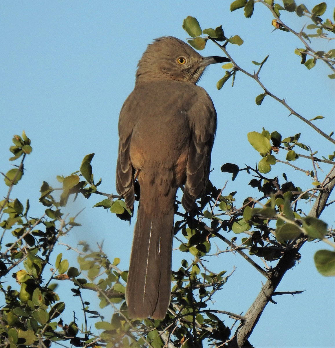 Bendire's Thrasher - ML136801131