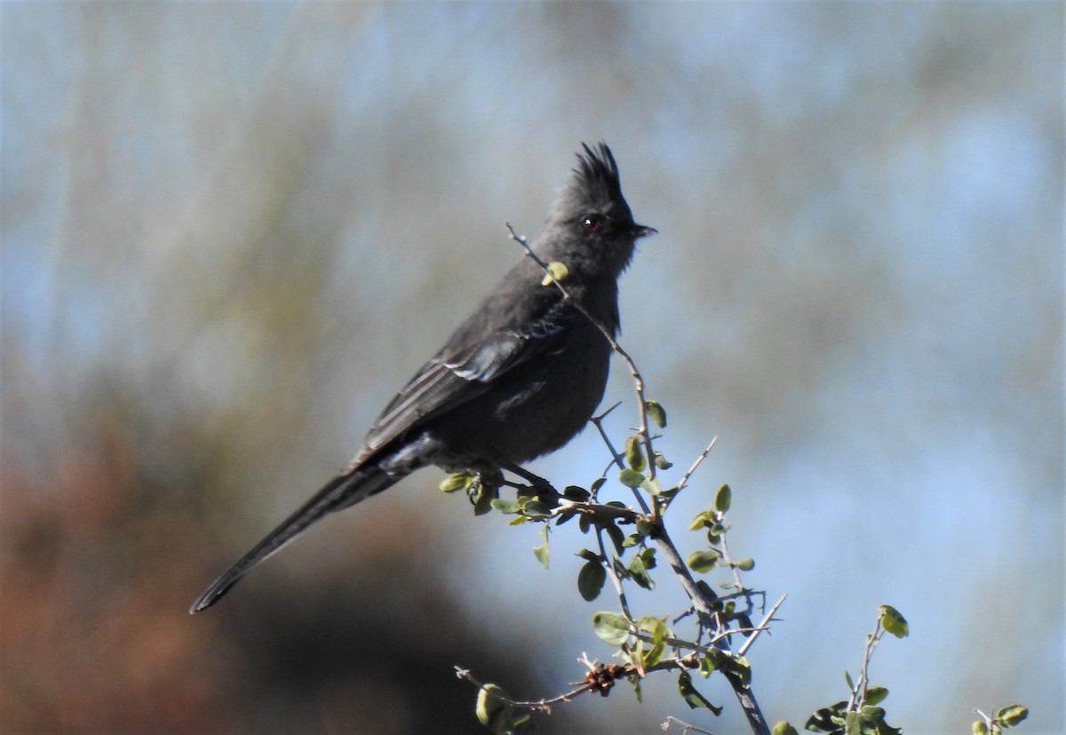 Phainopepla - Glenn Pannier