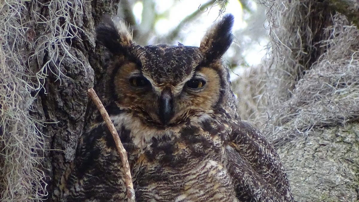 Great Horned Owl - Anonymous