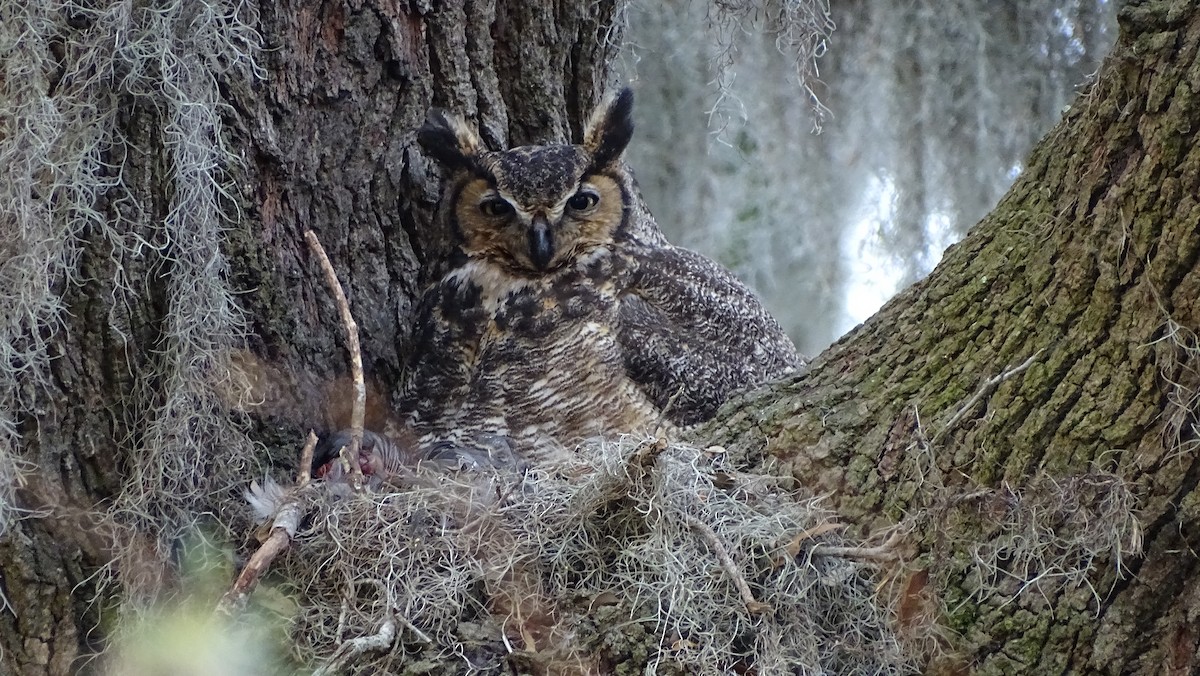 Great Horned Owl - Anonymous