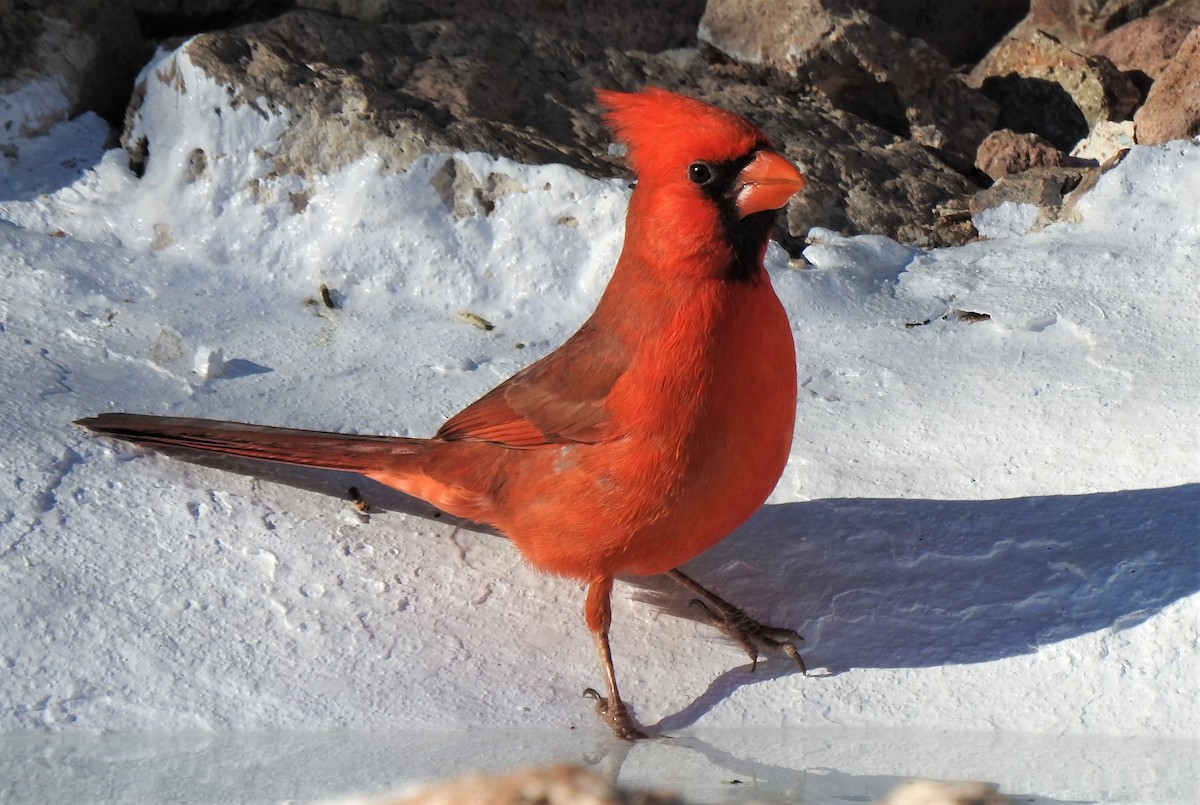 Northern Cardinal - ML136801311