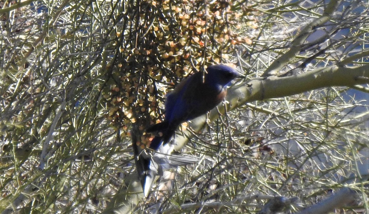 Western Bluebird - ML136801331