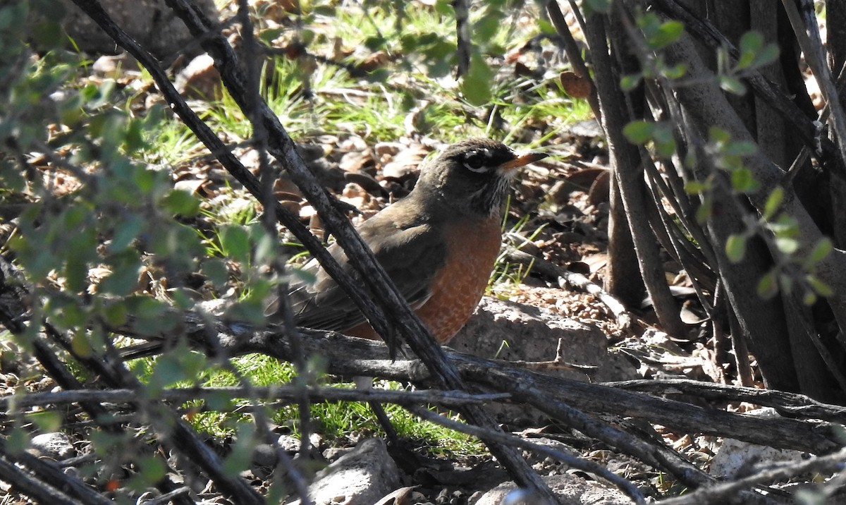 American Robin - ML136801381