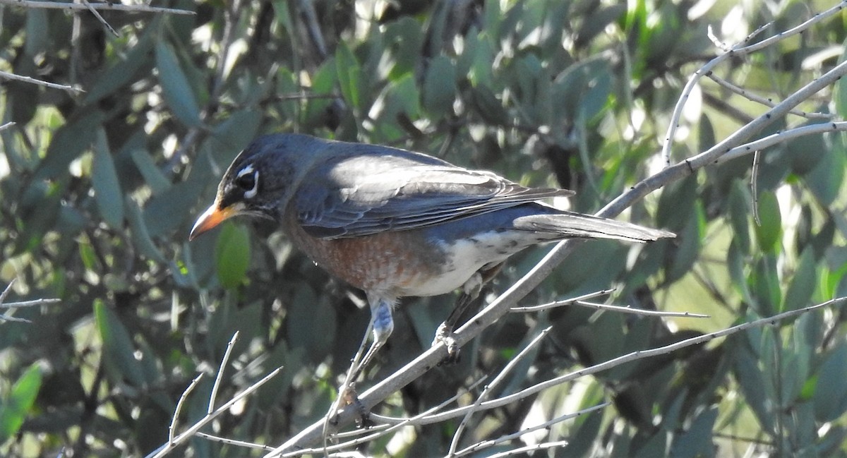 American Robin - ML136801391