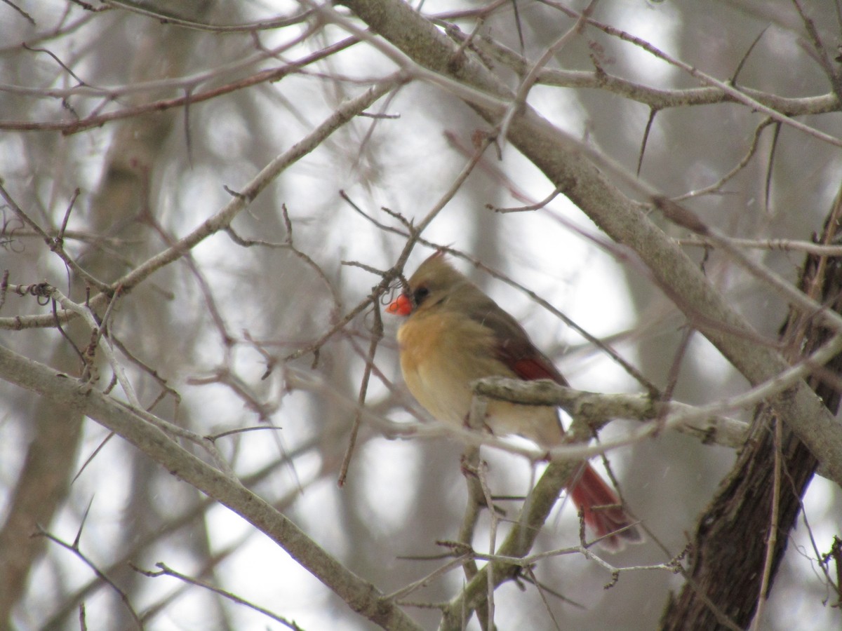 Northern Cardinal - ML136802441